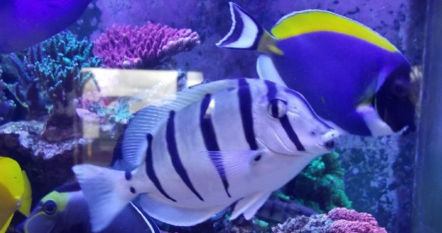 Westside aquarium best sale